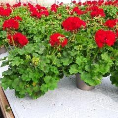 Calliope-pelargonia