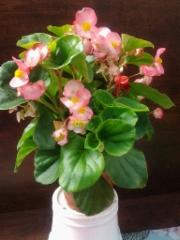 kes&auml;begonia