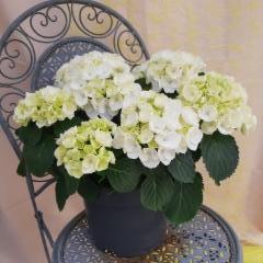 hortensia