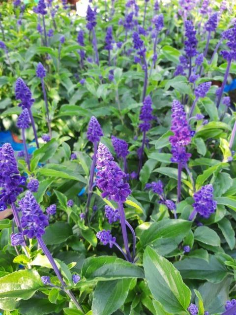 h&auml;rmesalvia