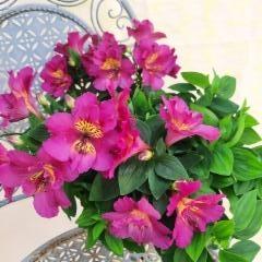 inkalilja eli alstromeria