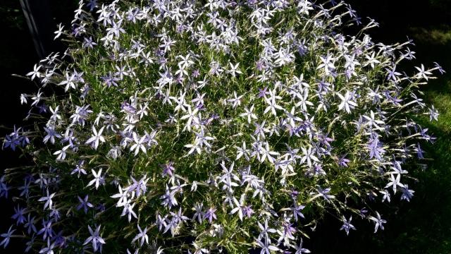 laurentia eli sinitähtilobelia laurentia eli sinitähtilobelia