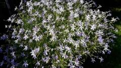 laurentia eli sinit&auml;htilobelia