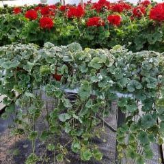 maahumalaa ja pelargoniaa