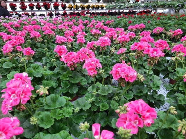 pelargonia pinkki pelargonia pinkki