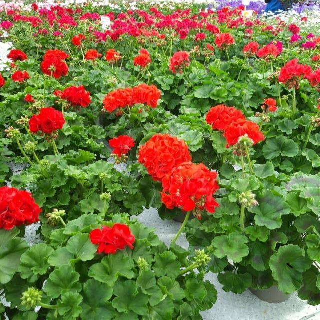 pelargoniat pelargoniat