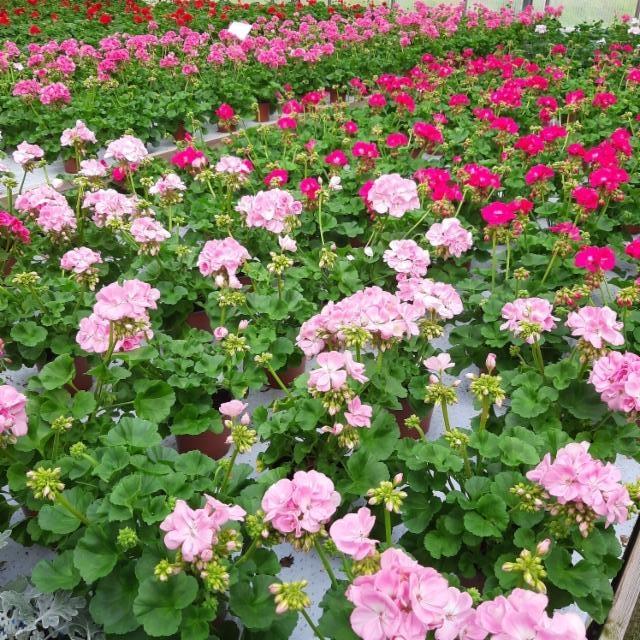 pelargonioita pelargonioita