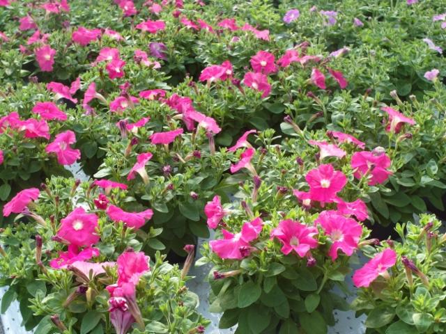 petunia petunia