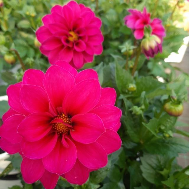 pinkki daalia pinkki daalia