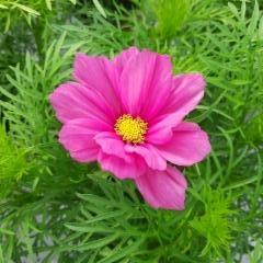 kosmos pinkki
