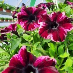 py&ouml;re&auml;kasvuinen petunia