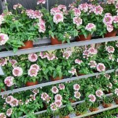 verbena kirjava