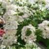 verbena valkoinen