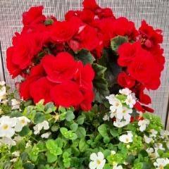 ruusubegonia ja lumihiutale