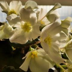 ruusubegonia valkoinen