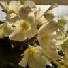 ruusubegonia valkoinen