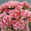 ruusubegonia