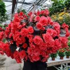 iso begonia-amppeli