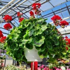 iso pelargonia-amppeli