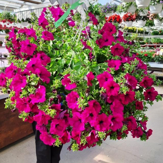 iso petunia-amppeli iso petunia-amppeli