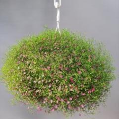 kes&auml;harso