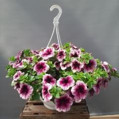 kirjava petunia