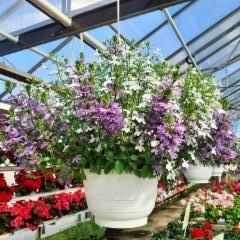 lobelia ja siniviuhka