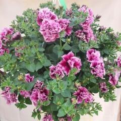 amppelipetunia kerrottukukkainen