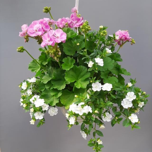 pelargonia ja japaninkello pelargonia ja japaninkello