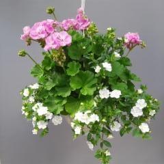 pelargonia ja japaninkello