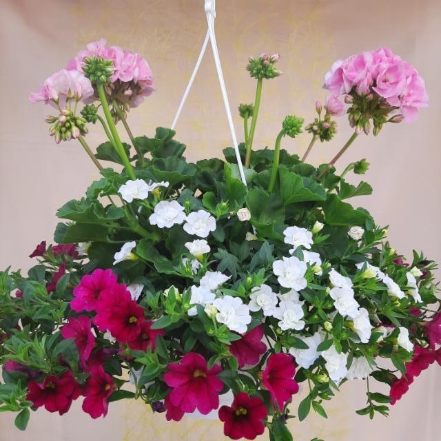 pelargonia ja japaninkellot pelargonia ja japaninkellot