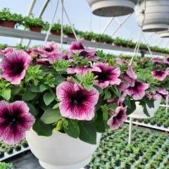 amppelipetunia