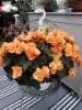 begonia-amppeli