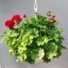 Calliope-pelargonia