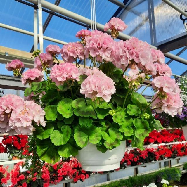 hempeä pelargonia-amppeli hempeä pelargonia-amppeli