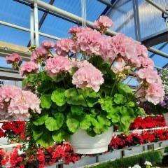 hempeä pelargonia-amppeli