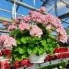 hempe&auml; pelargonia-amppeli