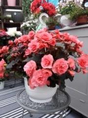 riippubegonia