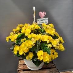 ruusubegonia