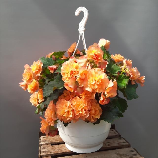 Solenia-begonia Solenia-begonia