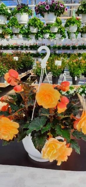 tuoksuva riippubegonia tuoksuva riippubegonia