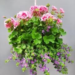 pelargonia ja lumihiutale