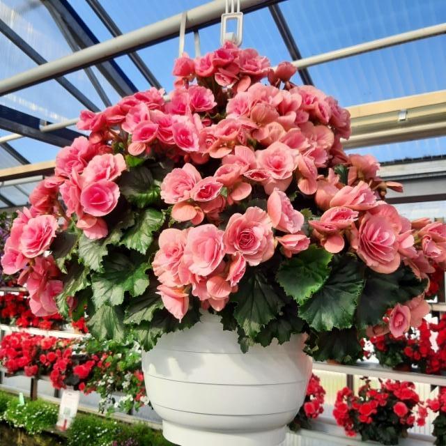 vaaleanpunainen ruusubegonia vaaleanpunainen ruusubegonia
