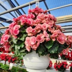 vaaleanpunainen ruusubegonia