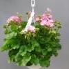 vaaleanpunainen pelargonia-amppeli