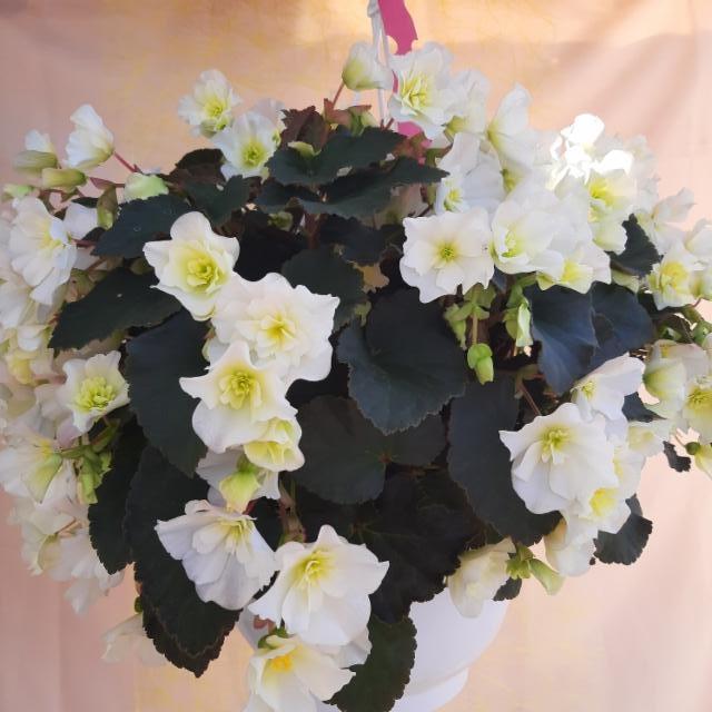 valkoinen begonia valkoinen begonia