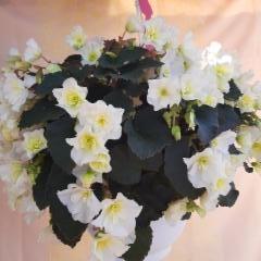 valkoinen begonia