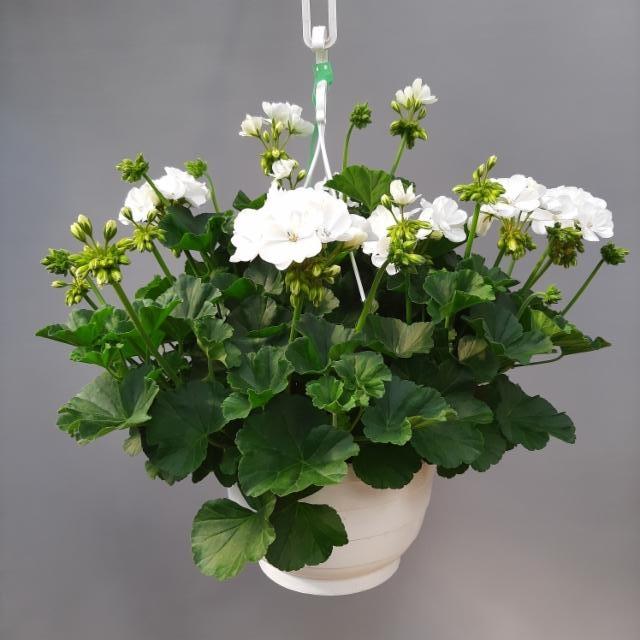 valkoinen pelargonia-amppeli valkoinen pelargonia-amppeli