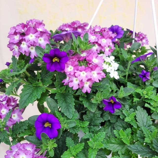 verbena ja japaninkello
