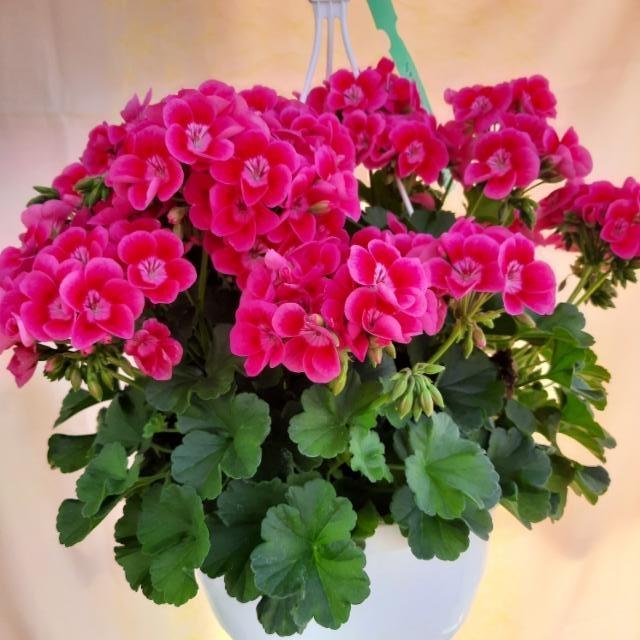 pelargonia pelargonia